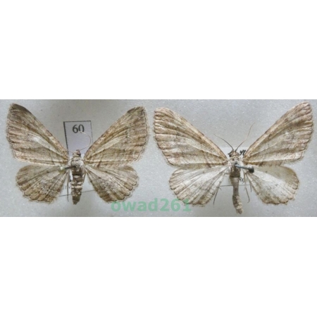 Horisme tersata (Denis & Schiffermüller, 1775) pair Czech60